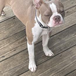 Little man - Boston Terrier