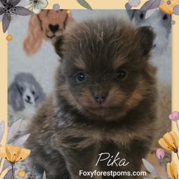 Pika - Blue and tan female Pomeranian puppy in Eatonville, Washington from Foxy Forest Poms