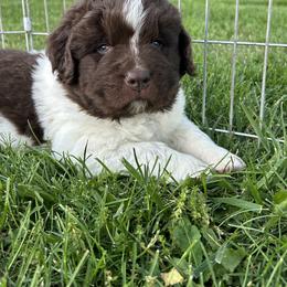 Newfoundland Puppies from Gable's Homegrown Pawprints
