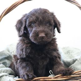 Beast - Brown and white male Aussiedoodle puppy in Missouri from Husky Hill Kennel