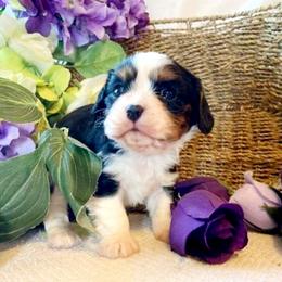 Cavalier King Charles Spaniel Puppies from Puppyloversplace