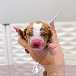 Arlo - Red  male Goldendoodle puppy in Mahomet, Illinois from Jordan Family Doodles