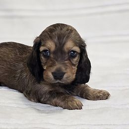Dachshund Puppies from LoveLee Dachshunds