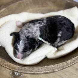 Bow - Merle male Bernedoodle puppy in Bellevue, Iowa from Blended Acres & Kennels