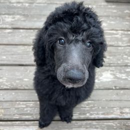 Raccoon - Black male Poodle puppy in New Castle, Pennsylvania from Kyler’s Poodle Playhouse