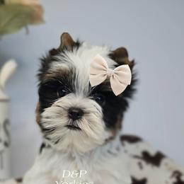 Collin - Parti male Yorkshire Terrier puppy in Bradley, South Carolina from Diamonds & Pearls Yorkshire Terriers