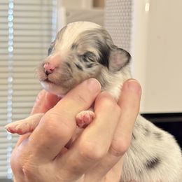 Blue Merle Boy (Even Pattern) - White blue merle and tan male Shetland Sheepdog puppy in Abilene, Texas from Double Dare Shelties