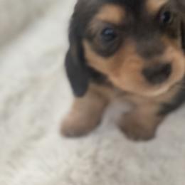 Dachshund Puppies from Tracy's Dachshunds