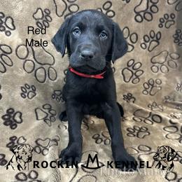 1st Pick Male - Black male Labrador Retriever puppy in George West, Texas from Rockin M Kennel