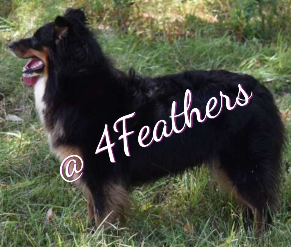 Gracie - Australian Shepherd