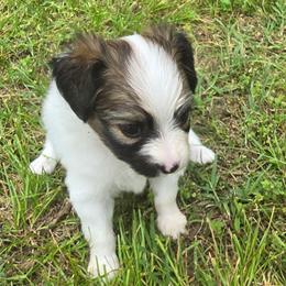 HONEY - White and red female Papillon puppy in Hollister, Missouri from Swan Creek Kennel