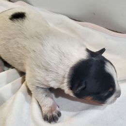 Sunflower - Blue female Australian Cattle Dog puppy in Monterey, Tennessee from Quarter Acre Farms
