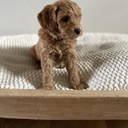 Bernedoodle, Goldendoodle, and Poodle Puppies from Central Valley Canine Companions