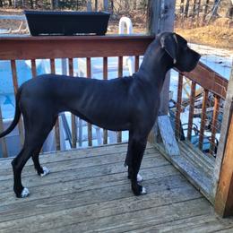Great Dane All Grown Up from Fancy Danes