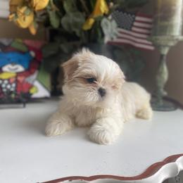 Boy 1 Little Teddy - Gold and white male Shih Tzu puppy in Troy, Michigan from "Shihtzu Best Friend"