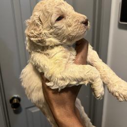 Angel - Apricot female Poodle puppy in Atlanta, Georgia from Syren House Doodles & Poodles