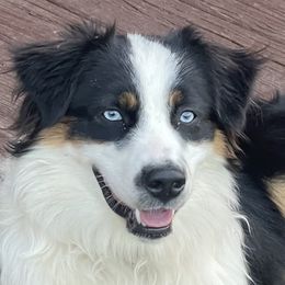 Kenzie - Australian Shepherd