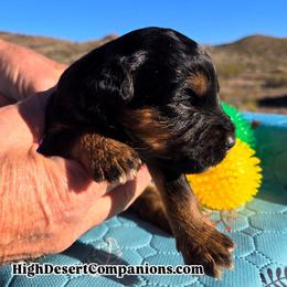 Meet Jade (Miss Red) - Black tri-color female Aussiedoodle puppy in Dolan Springs, Arizona from High Desert Companions