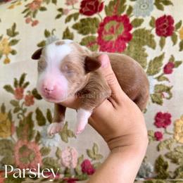 Parsley - Red  male Goldendoodle puppy in Aubrey, Texas from The Parrish Doods
