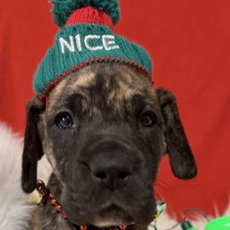 Uno - Brindle female Great Dane puppy in White City, Kansas from Southwind Great Danes