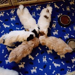 Bernedoodle and Havapoo Puppies from Precious Paws and Purrs