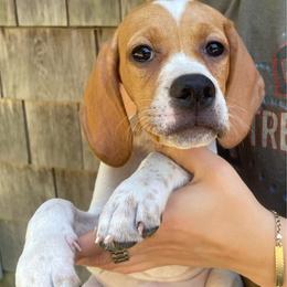 Sky Blue Girl - Orange and white female Pointer puppy in Olympia, Washington from Birdsboro Pointers