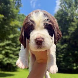 Woodford Reserve - Liver and white male English Springer Spaniel puppy in Hawesville, Kentucky from Bristol’s Southern English Springer Spaniels