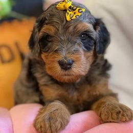 Frappe - Merle female Bernedoodle puppy in Toledo, Ohio from Avery Doodle Day LLC