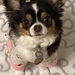 Misty - Chihuahua