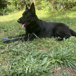 Kodak - German Shepherd