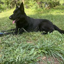 Kodak - German Shepherd