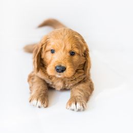 Goldendoodle and Golden Retriever Puppies from Utah Goldens