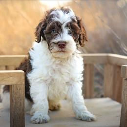Coach - Chocolate male Labradoodle puppy in Crete, Nebraska from Doodles & Co