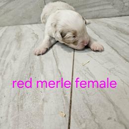 Ella f5 - Red merle female Australian Shepherd puppy in Arbela, Missouri from County Line Aussies