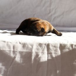 Belgian Malinois, Dutch Shepherd, and German Shepherd Puppies from Andy's Elite K9