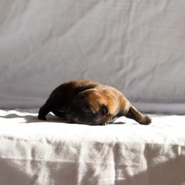 Belgian Malinois, Dutch Shepherd, and German Shepherd Puppies from Andy's Elite K9