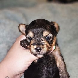 Boy 2 - Black and tan male Yorkshire Terrier puppy in Thornville, Ohio from My precious yorkies