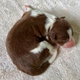 Sienna - White and red female Border Collie puppy in Rickman, Tennessee from Roaring River Border Collies