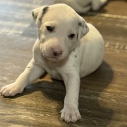 Puddles - White and liver brown male Dalmatian puppy in Hastings, Florida from Love My Spotty Dalmatians