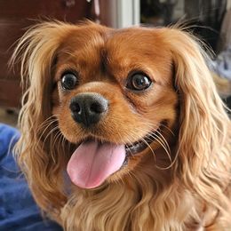 Blaze - Cavalier King Charles Spaniel