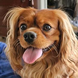 Blaze - Cavalier King Charles Spaniel
