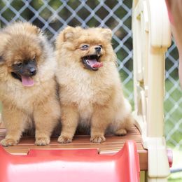 Pomeranian Puppies from Abbapoola Poms