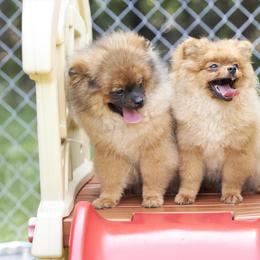 Pomeranian Puppies from Abbapoola Poms