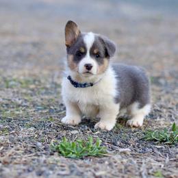 Boy 1 - Blue male Pembroke Welsh Corgi puppy in Ocala, Florida from Dolan Farms Corgis