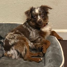 Meme - Toy Australian Shepherd