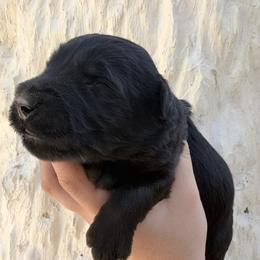 Girl 7 - Black female Giant Schnauzer puppy in Sedalia, Missouri from Valour's Giants