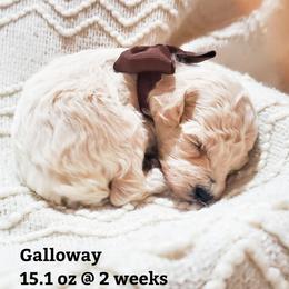 Galloway - Cream male Poodle puppy in Waco, Texas from Good Shepherd Homestead