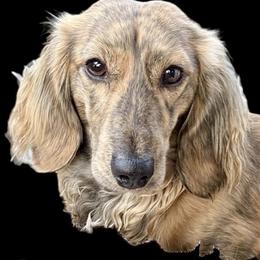 Quix (Key) - Dachshund