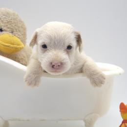Felina - Tan and white female Jack Russell Terrier puppy in Menifee, California from Wendover Terriers