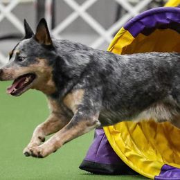 Australian Cattle Dogs from Willowbend Australian Cattle dogs
